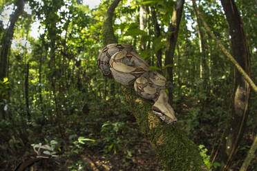 Boa constrictor hängt an einem moosbewachsenen Baum im Wald - ADSF13905