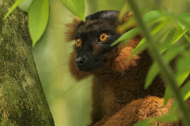 Netter Lemur zwischen den Blättern des Baumes - ADSF13924