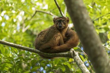 Netter Lemur zwischen den Blättern des Baumes - ADSF13925