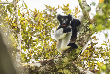 Netter Lemur zwischen den Blättern des Baumes - ADSF13927