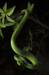 Grüne Grubenotter hängt an einem Zweig mit Blättern und schaut in die Kamera auf schwarzem Hintergrund - ADSF13977