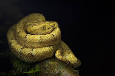 Von oben: leuchtend gelbe Schlange mit Flecken, die sich auf einem braunen Stamm zusammengerollt hat - ADSF13978