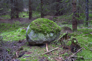 Moosbewachsener Felsblock im Wald - JTF01636