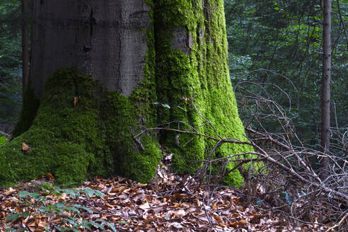 Moosbewachsener Waldbaum - JTF01637