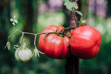 Reife rote Tomaten auf einem Zweig einer Tomatenpflanze, die auf dem Boden im Garten wächst - ADSF13983