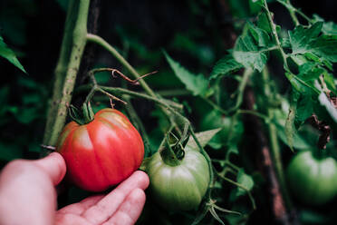 Crop anonyme Gärtner Kommissionierung reifen roten Öko-Tomaten aus grünen Pflanze bei der Ernte von Gemüse im Garten im Sommer Tag - ADSF13984