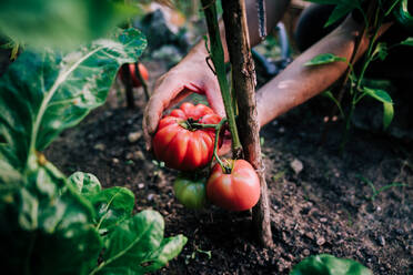 Crop anonyme Gärtner Kommissionierung reifen roten Öko-Tomaten aus grünen Pflanze bei der Ernte von Gemüse im Garten im Sommer Tag - ADSF13985
