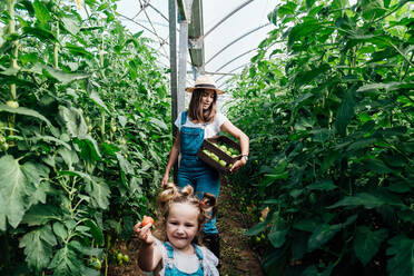 Glückliche Gärtnerin pflückt mit ihrer Tochter Tomaten im Gewächshaus - ADSF14175