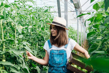 Dreamy female horticulturist in straw hat carrying wooden box while picking unripe tomatoes from lush tomato trees in greenhouse in summertime - ADSF14176