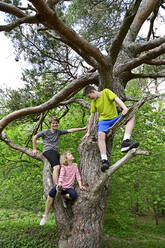 Brothers and sister sitting on branch of tree in forest - ECPF01020