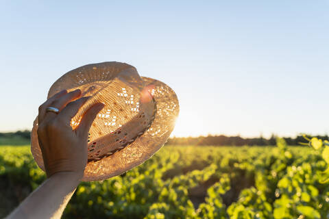 Woman's hand holding straw hat against the sun, vineyard, Provence, France stock photo