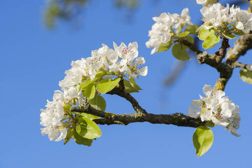 Weiße Blüten eines Birnbaums (Pyrus communis) - SIEF10017