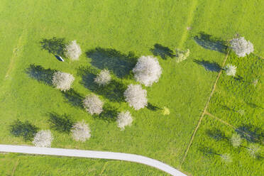 Drohnenaufnahme von blühenden Wildkirschen (Prunus avium) im Frühling - SIEF10020