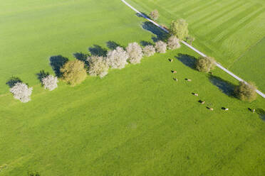 Drohnenaufnahme von Kühen, die im Frühjahr an einer Reihe blühender Wildkirschen (Prunus avium) grasen - SIEF10021