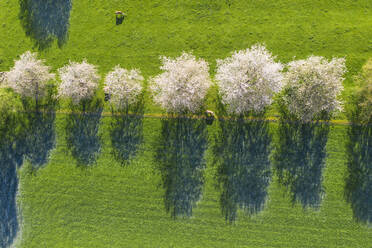 Drohnenaufnahme von Kühen, die im Frühjahr an einer Reihe blühender Wildkirschen (Prunus avium) grasen - SIEF10022