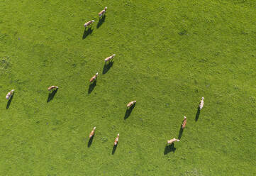 Drohnenansicht von grasenden Kühen auf einer grünen Frühlingswiese - SIEF10023
