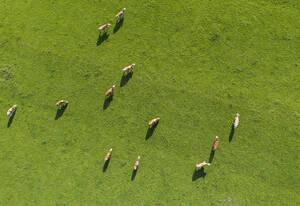 Drone view of cows grazing in green springtime meadow - SIEF10023