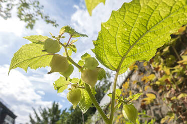 Physalis pruinosa wächst im Freiland - NDF01125