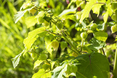 Physalis pruinosa growing outdoors - NDF01126