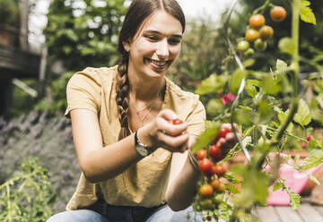 Glückliche schöne Frau pflückt Kirschtomaten im Gemüsegarten - UUF21015