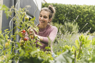 Lächelnde Frau pflückt Kirschtomaten im Gemeinschaftsgarten - UUF21026