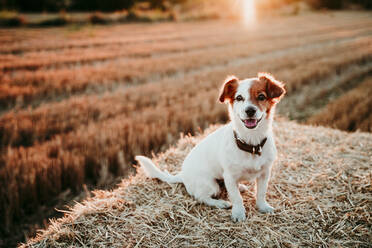 Hund sitzt bei Sonnenuntergang auf Strohballen - EBBF00675