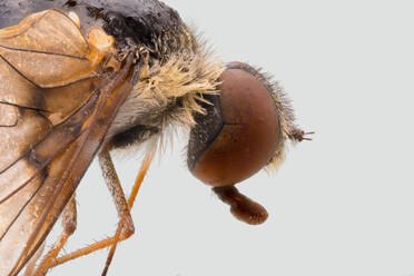 Closeup side view of magnified brown fly with large eyes and transparent wings - ADSF14359