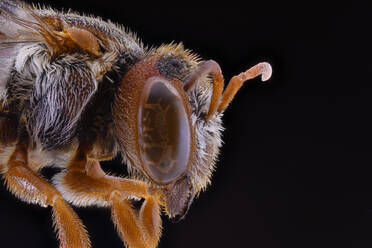 Side view of orange fluffy flying incest with brown antennae and ornamental large eyes - ADSF14360