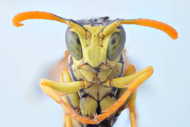 Closeup yellow flying wasp folding legs and looking at camera with big green eyes - ADSF14364