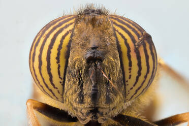 Closeup of magnified yellow striped eyes on head of exotic fly - ADSF14365
