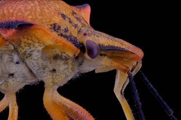 Closeup extreme magnified fly of orange and purple color with antennae - ADSF14366