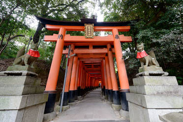 Traditioneller roter Torii-Tunnel mit Steinskulpturen am Eingang, der durch einen grünen Park in Japan führt - ADSF14368