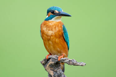 Bunter Eisvogel mit langem schwarzen Schnabel - ADSF14385