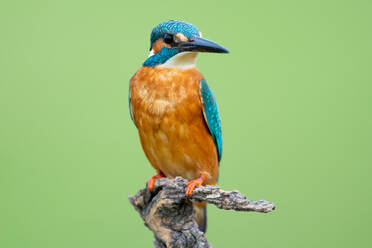 Colorful Kingfisher with long black beak - ADSF14385