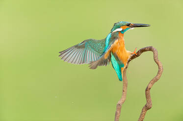 Bunter Eisvogel mit langem schwarzen Schnabel - ADSF14390