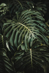 Schöne glänzende grüne Blätter von Monstera deliciosa Baum wächst in tropischen Garten auf sonnigen Tag - ADSF14404