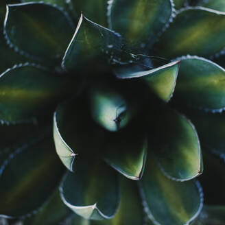 Nahaufnahme einer spitzen, frischgrünen Agave potatorum Kaktuspflanze, die im Gewächshaus wächst - ADSF14405
