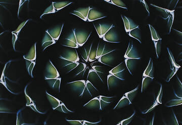 Closeup of sharp pointed fresh green Agave potatorum cactus plant growing in hothouse - ADSF14406