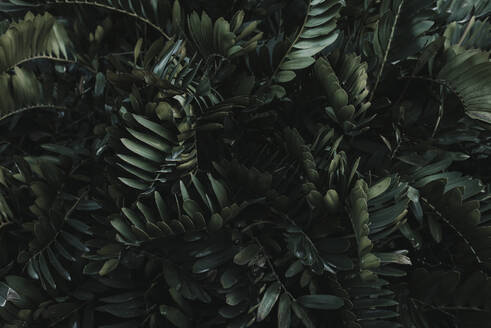 Draufsicht auf exotische üppige natürliche Zamia furfuracea Pflanze mit frischen grünen Blättern als Hintergrund - ADSF14408