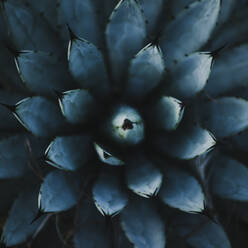 Closeup of sharp pointed fresh green Agave potatorum cactus plant growing in hothouse - ADSF14410