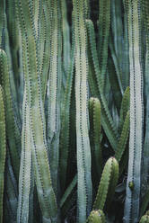 Ansicht einer grünen Cereus-Pflanze, die in einem Kaktustal in der Nähe verschiedener Arten wächst, gegen einen wolkenlosen Himmel - ADSF14411