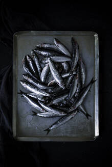 Heap of fresh raw anchovies placed on shabby metal tray against black background - ADSF14553