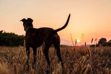 Big dog with short and smooth coat running free on wild meadow with tall grass during beautiful red and orange sunset - ADSF14568