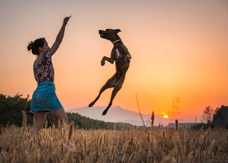 Junge Frau trainiert großen Hund in wilder Natur auf dem Hintergrund mit orangefarbenen Sonnenuntergang. Hund springt hoch für Leckerbissen - ADSF14571