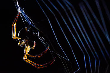 Große räuberische Spinne weben Spinnennetz auf schwarzem Hintergrund - ADSF14577