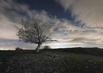 Trockener, blattloser Baum mit ausladenden Ästen auf einer Wiese vor bewölktem Himmel mit Sonnenstrahlen in der spanischen Provinz Navarra - ADSF14633