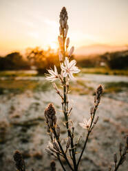 Blühende Asphodel-Blüte in malerischem Gelände bei schönem Sonnenuntergang - ADSF14659