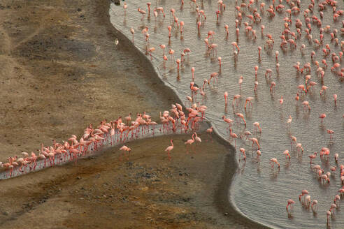 Luftaufnahme von rosa Flamingos, die in Ufernähe stehen und Wasser aus dem See trinken - ADSF14784