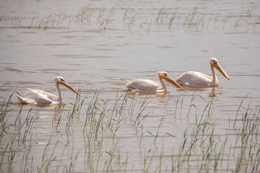 Schwarm Pelikane schwimmt auf plätschernden Wasser der sauberen See im Sommer Tag - ADSF14785