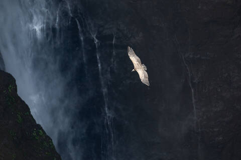 From above of spectacular scenery of wild vulture soaring over rocky cliff and waterfall stock photo